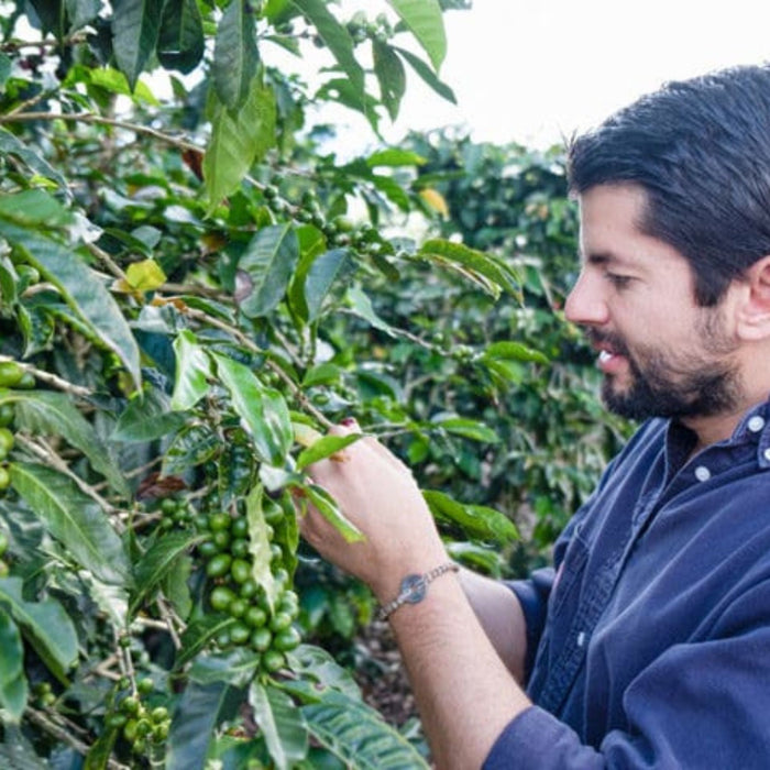 Aquiares Honey Filter