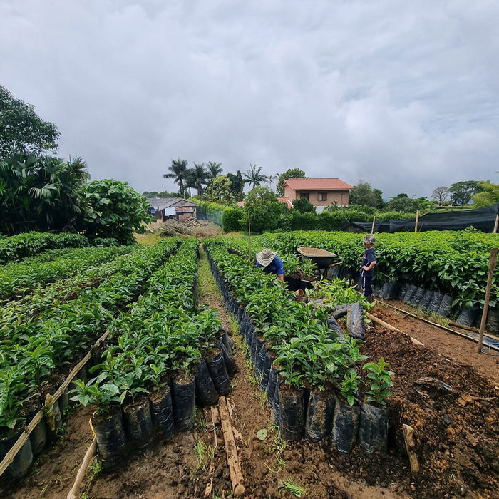 Pink Bourbon El Zacatin Omniroast