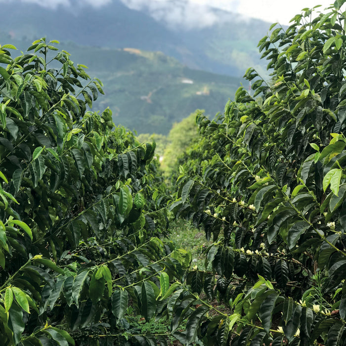 Pink Bourbon El Zacatin Omniroast