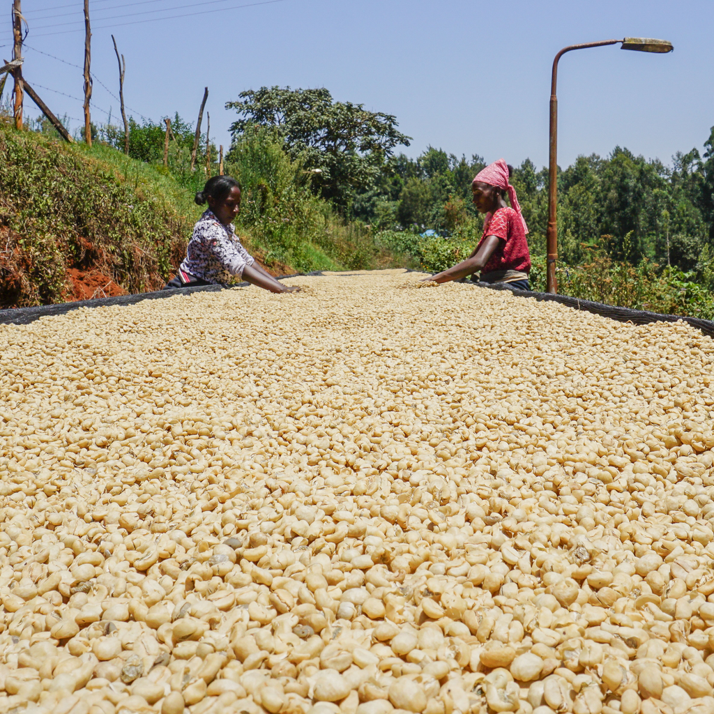 Unser Kaffee des Monats: Mutitu AA aus Kenia