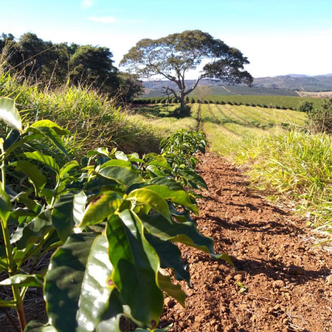 Klimawandel und Kaffee: Herausforderungen auf den Plantagen