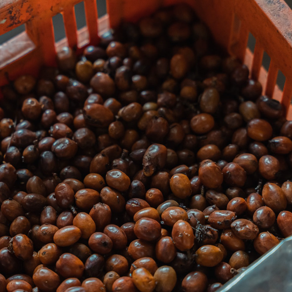 Immer Erntezeit: So liefert uns die Welt ganzjährig frischen Kaffee