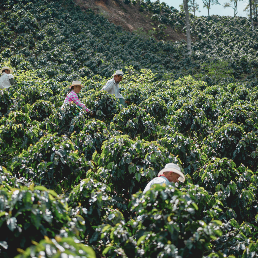 Von anerobic bis infused - Aufbereitungsmethoden im Specialty Coffee