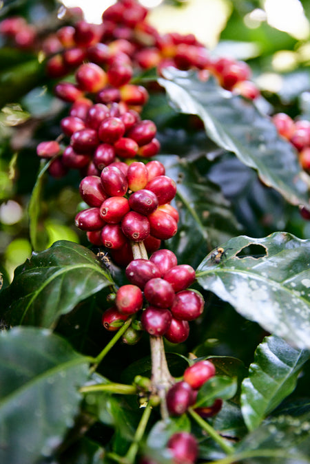 Finca San José Filter - Kaffeekirsche Roastery