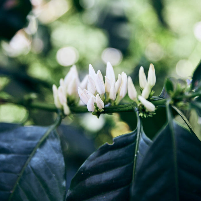 Finca San José Filter