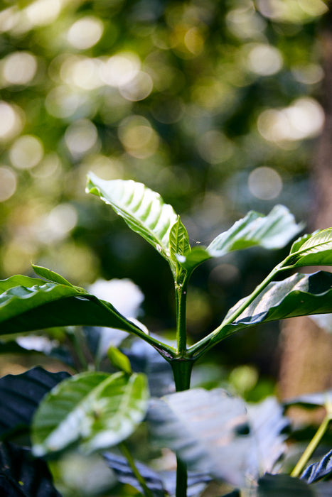 Finca San José Espresso