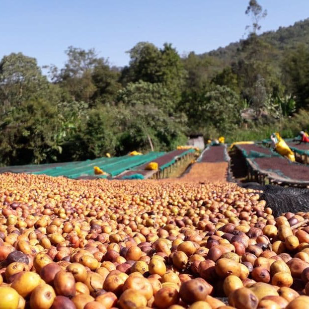 Sidamo Acacia Espresso