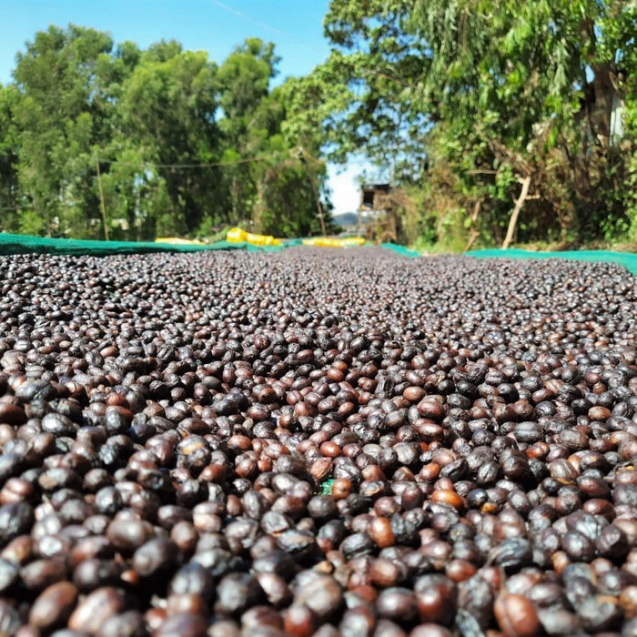 Sidamo Acacia Espresso