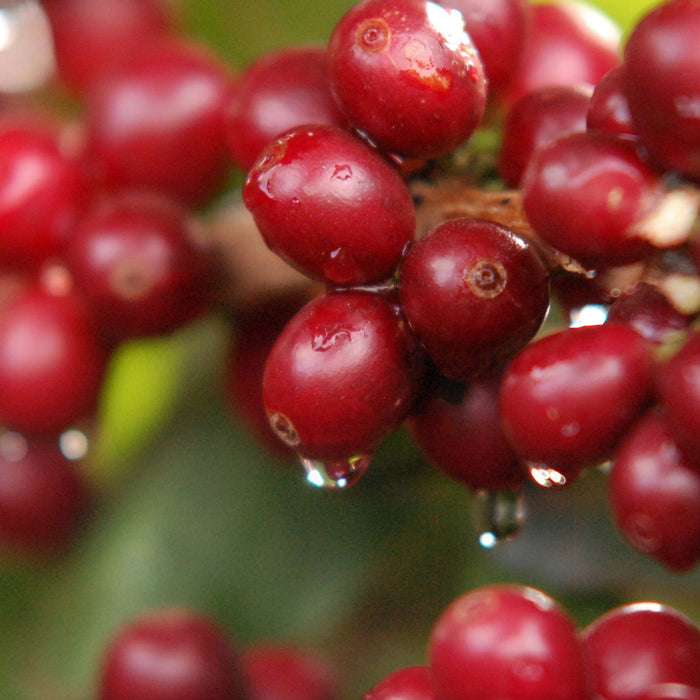 Sidamo Acacia Espresso